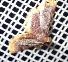 Hypsopygia mauritialis