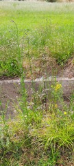 Verbena bonariensis