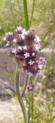 Verbena bonariensis