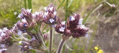 Verbena bonariensis