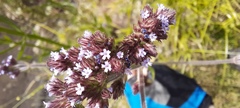 Verbena bonariensis