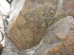 Ptyodactylus