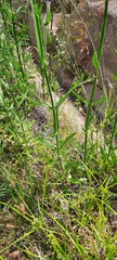 Verbena bonariensis