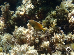 Plectroglyphidodon obreptus