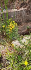 Hypericum