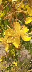 Hypericum