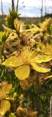 Hypericum