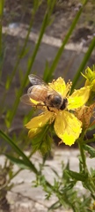 Apis mellifera