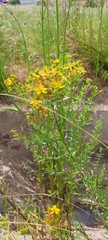 Hypericum