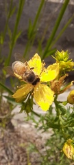 Apis mellifera