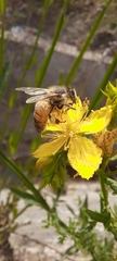 Apis mellifera