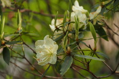 Rhododendron keiskei