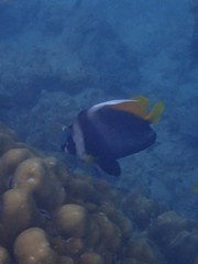 Heniochus singularius