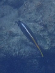 Heniochus singularius