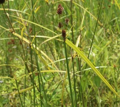 Cyperus cephalanthus