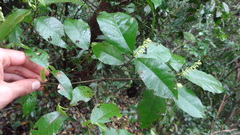 Rinorea pubiflora