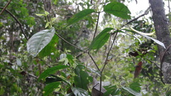 Rinorea pubiflora