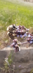 Apis mellifera