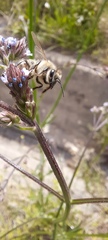 Apis mellifera