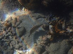 Lutjanus decussatus