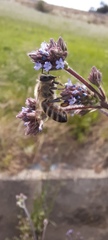 Apis mellifera