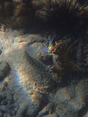 Lutjanus decussatus