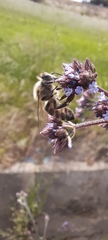 Apis mellifera