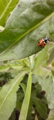 Hippodamia variegata