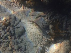 Lutjanus decussatus