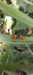 Hippodamia variegata