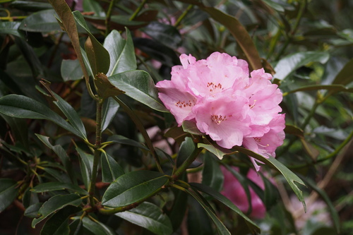 Rhododendron japonoheptamerum · iNaturalist