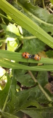 Hippodamia variegata