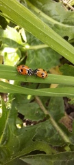 Hippodamia variegata