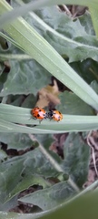 Hippodamia variegata