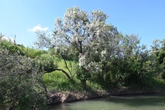 Magnoliopsida