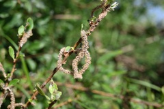 Magnoliopsida