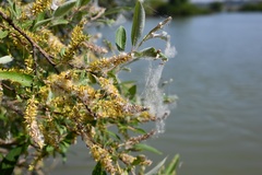 Magnoliopsida