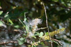 Magnoliopsida