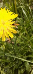 Sphaerophoria