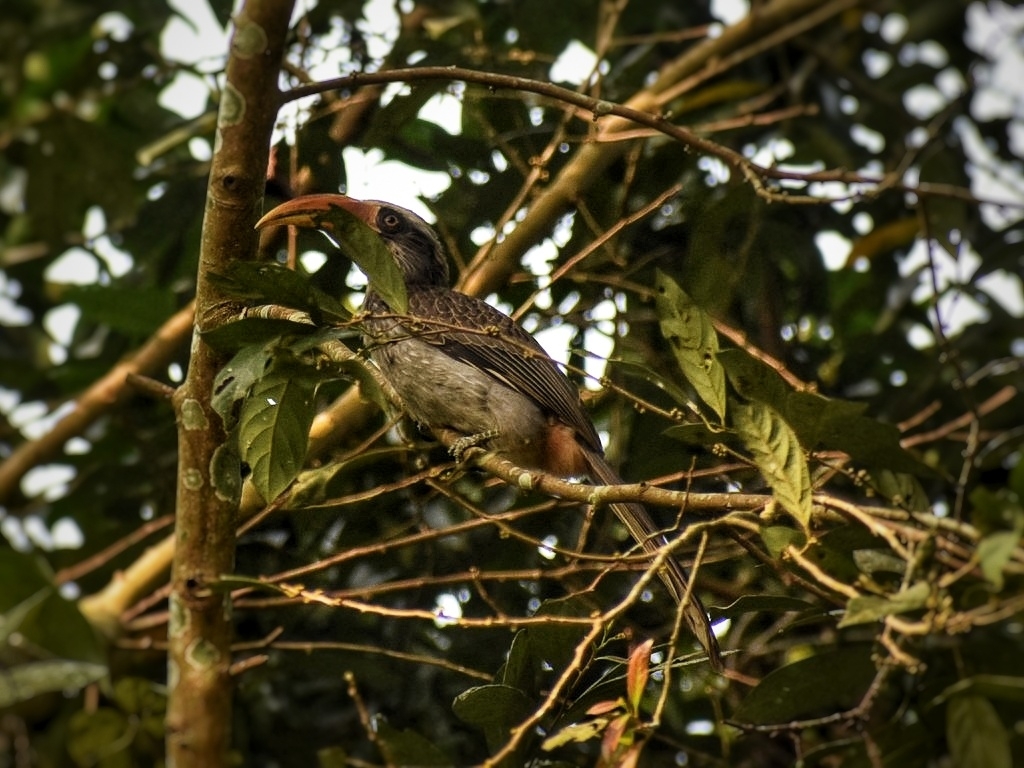 Malabar Grey Hornbill illustration