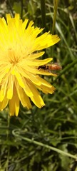 Sphaerophoria