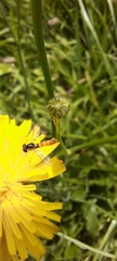 Sphaerophoria