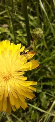 Sphaerophoria