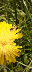 Sphaerophoria