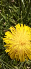 Sphaerophoria