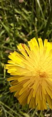 Sphaerophoria
