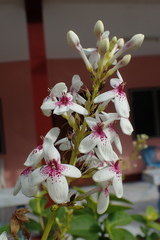 Pseuderanthemum maculatum