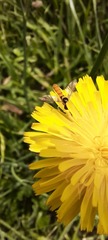 Sphaerophoria