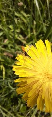 Sphaerophoria