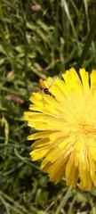 Sphaerophoria